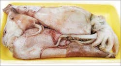 Squid Large