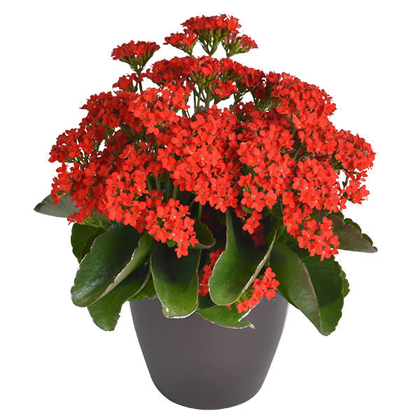 slide 1 of 1, Bachman's Kalanchoe Blooming Plant, 6.5 Inch, 6.5 in