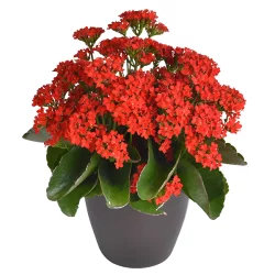 Bachman's Kalanchoe Blooming Plant, 6.5 in