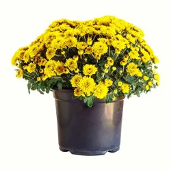 Heimos 8 Hardy Mum Yellow