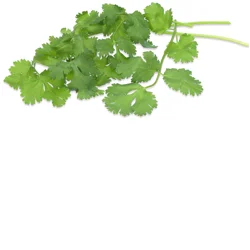 Organic Cilantro