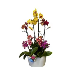 Fresh Live Potted Orchid in Container