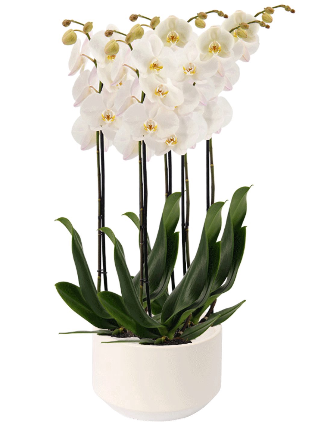 slide 1 of 1, White London X White Crown Phalaenopsis Orchid, 1 ct