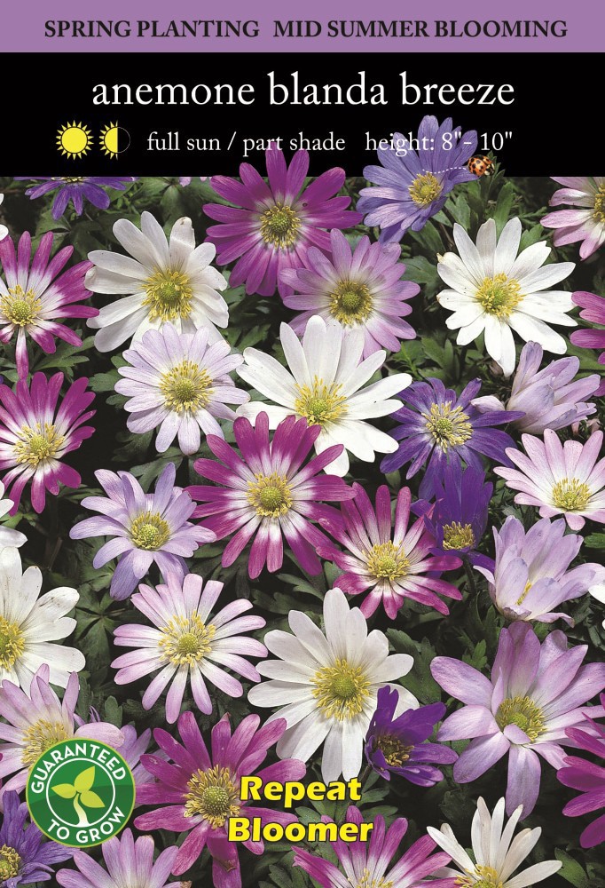 slide 2 of 2, Anemone Blanda Breeze Mix, 1 ct