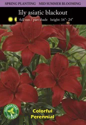 Asiatic Lily Blackout Seeds