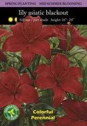 Asiatic Lily Blackout Seeds
