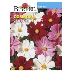 Burpee Gazebo Mix Cosmos Seeds