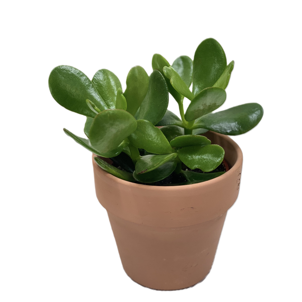 slide 1 of 1, Jade 4 Inch in Clay Pot, 1 ct