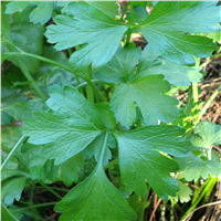 slide 3 of 9, Bonnie Plants  Parsley Italian Flat, 19.3 oz