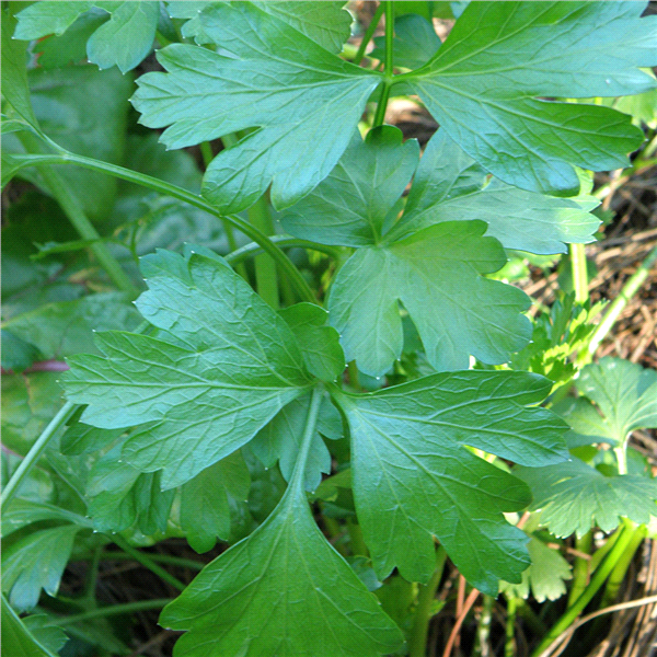 slide 4 of 9, Bonnie Plants  Parsley Italian Flat, 19.3 oz