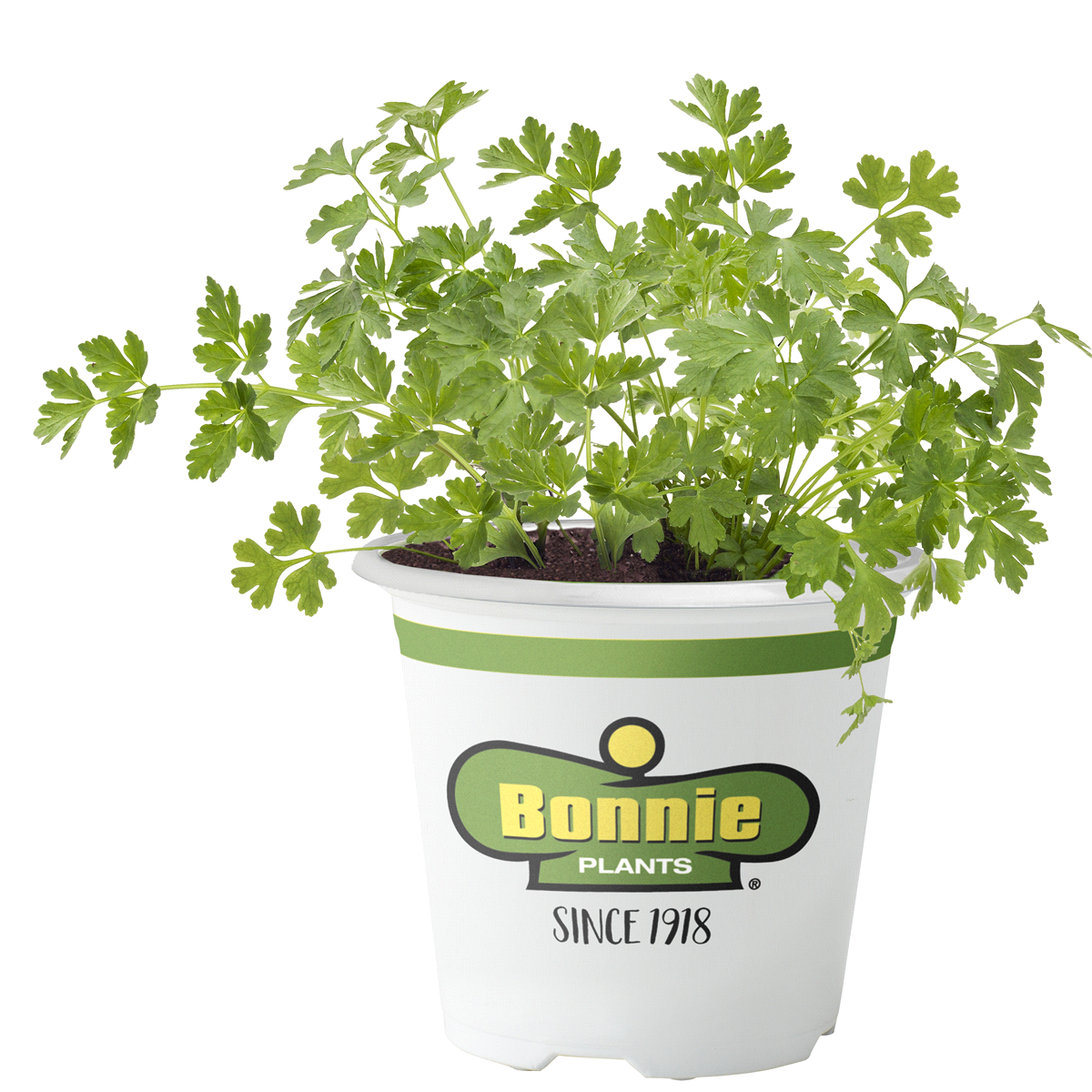 slide 1 of 9, Bonnie Plants  Parsley Italian Flat, 19.3 oz