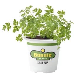 Bonnie Plants Parsley Italian Flat