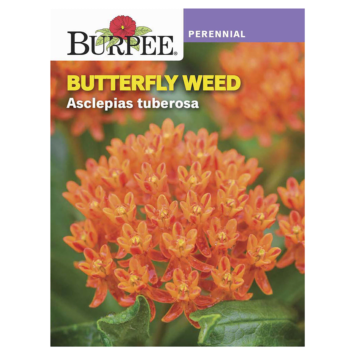 slide 1 of 5, Burpee Butterfly Weed Asclepias Tuberosa Seeds, 1 ct