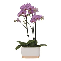 Orchid Oval Garden 7 inch
