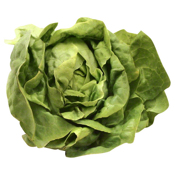 slide 1 of 1, Boston Lettuce, 1 ct