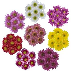 Central Market Margriet, Colors Vary