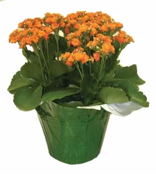 Potted Plant Blooming 4.5 Inch Kalanchoe