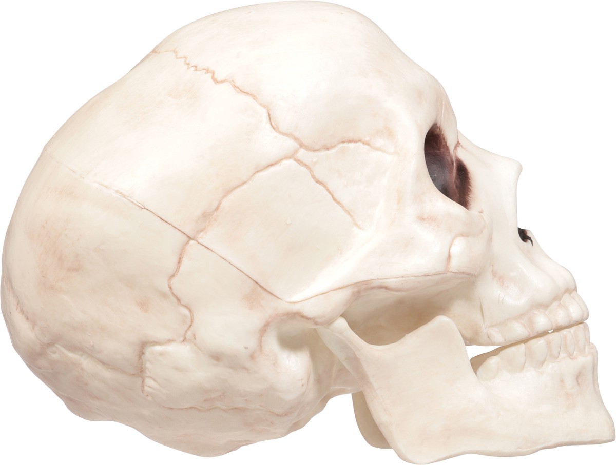 slide 10 of 12, Seasons Halloween Medium Skull with Moveable Jaw, 1 ct