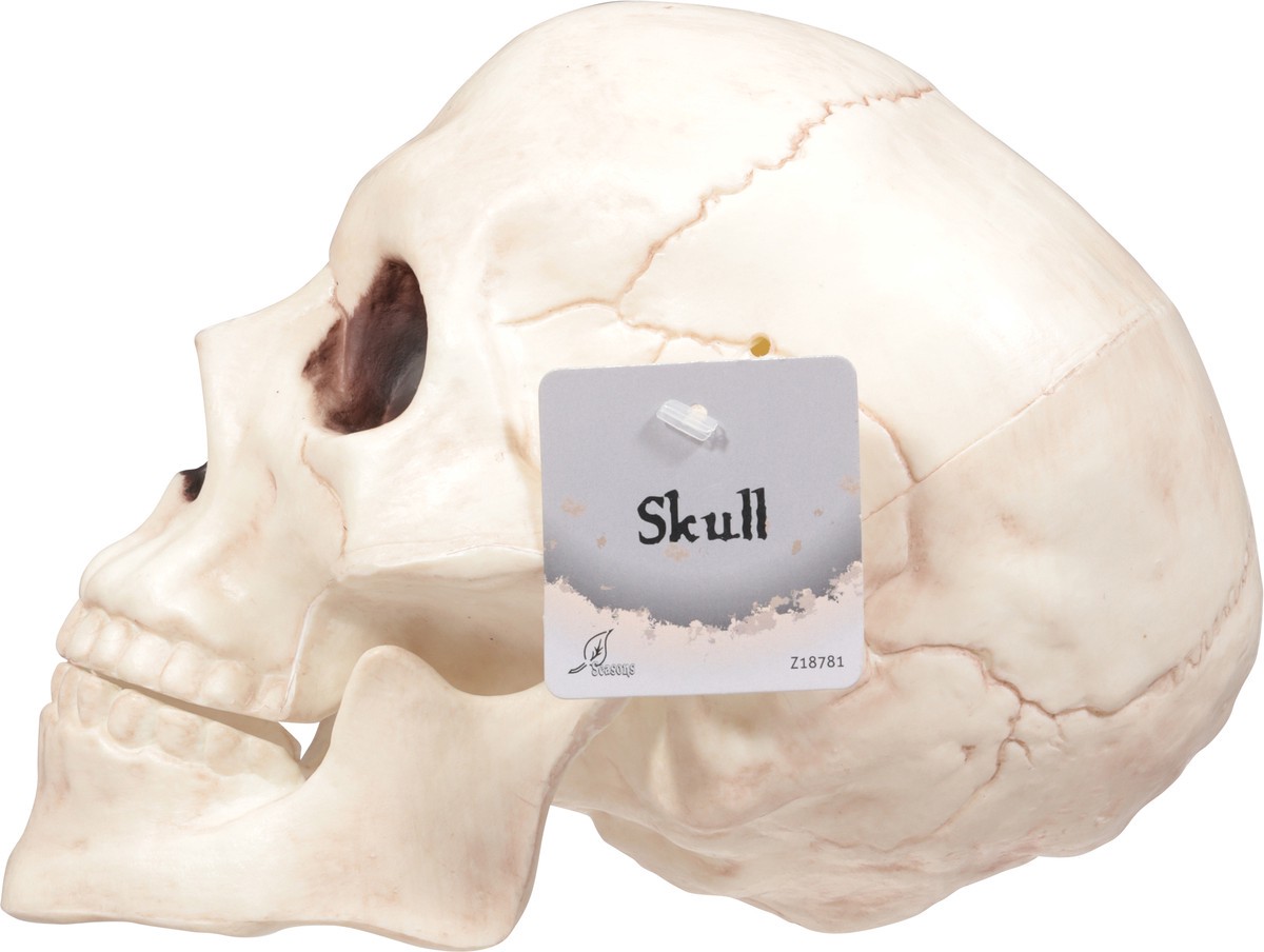 slide 8 of 12, Seasons Halloween Medium Skull with Moveable Jaw, 1 ct