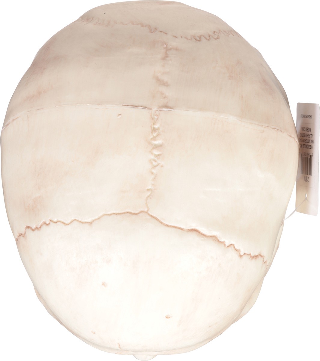 slide 5 of 12, Seasons Halloween Medium Skull with Moveable Jaw, 1 ct