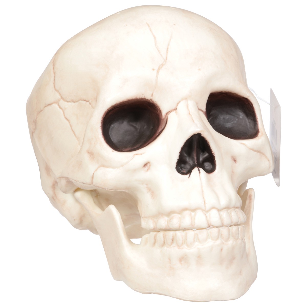 slide 2 of 12, Seasons Halloween Medium Skull with Moveable Jaw, 1 ct
