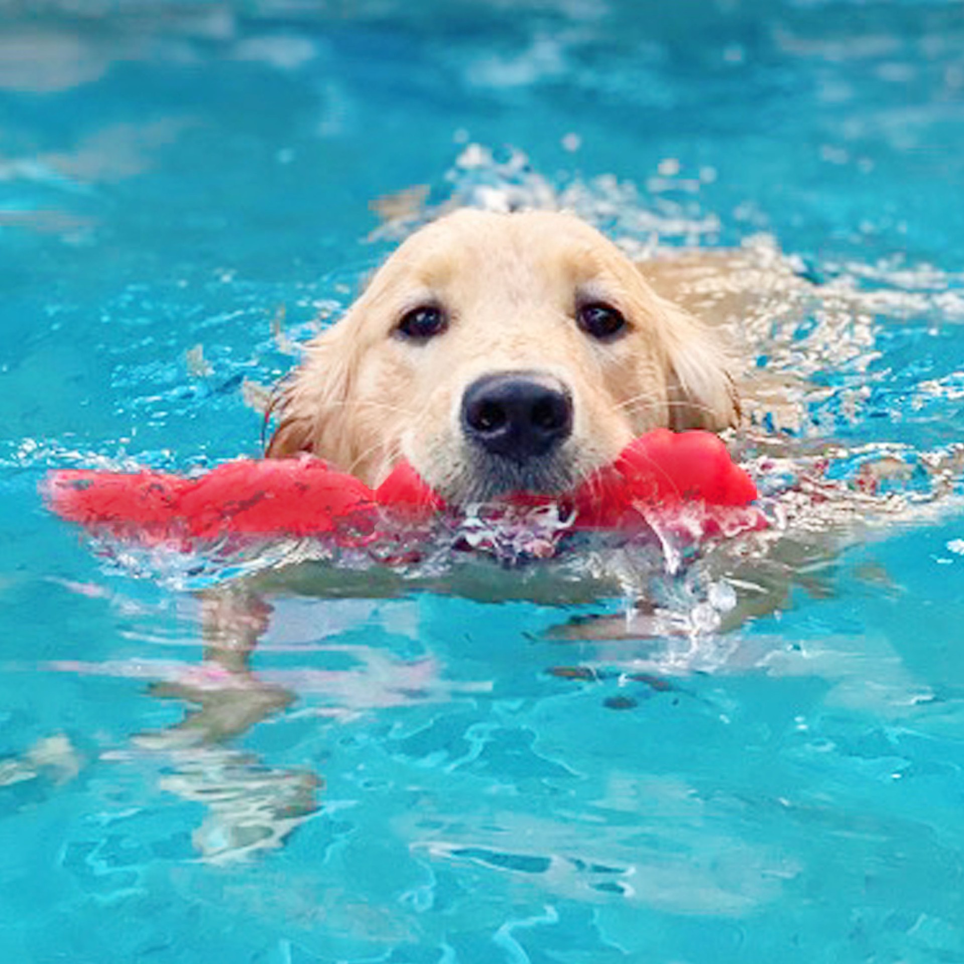 slide 5 of 10, Nylabone Creative Play Springa Dog Pull Toy Red Large/Giant - Up to 50 lbs.(1 Count), 1 ct