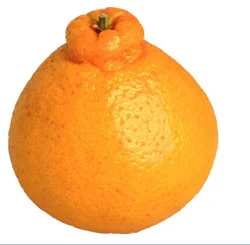 Sumo Oranges