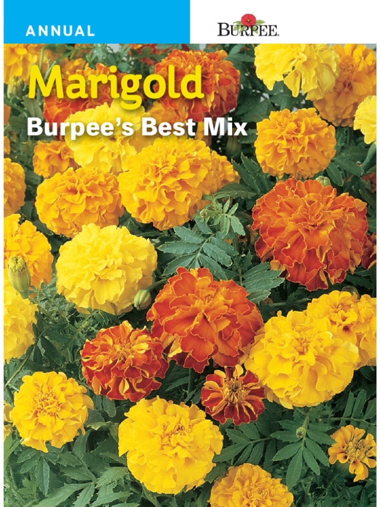 slide 1 of 1, Burpee Marigold Burpee's Best Mix Seeds - Multi-Color, 1 ct