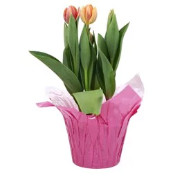 Tulips 6" In Mylar