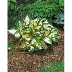 Hosta
