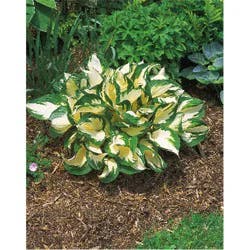 Hosta