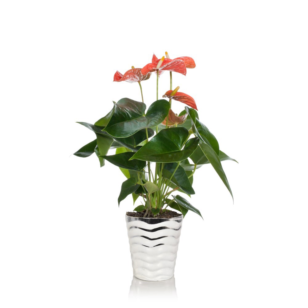 slide 1 of 1, Green Circle Growers 5" Potted Anthurium - Red, 5 in