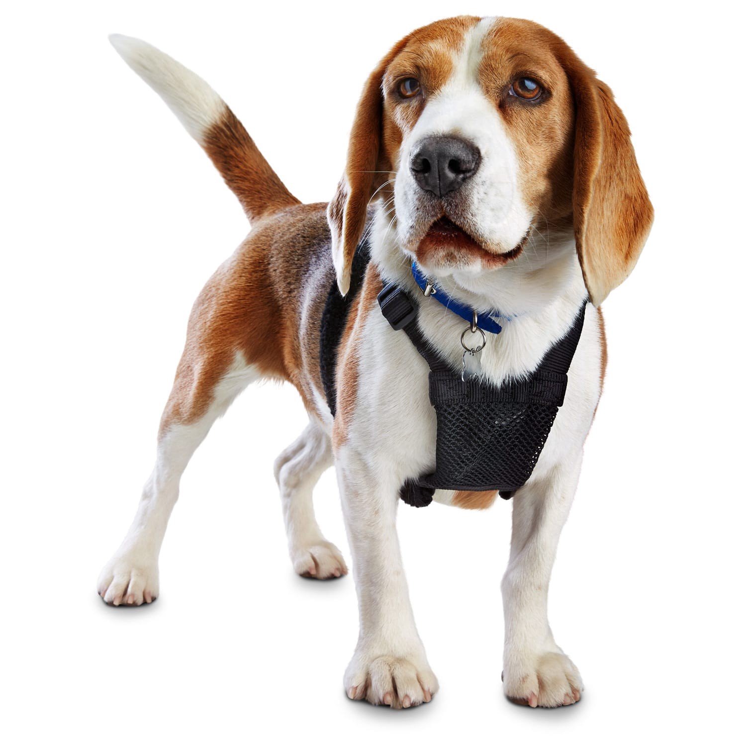 slide 1 of 1, Good2Go Black No Pull Dog Harness, SM