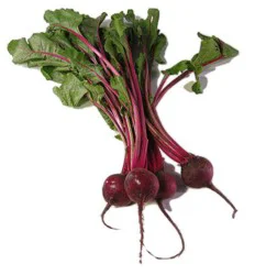 Fresh Baby Bunch Beets