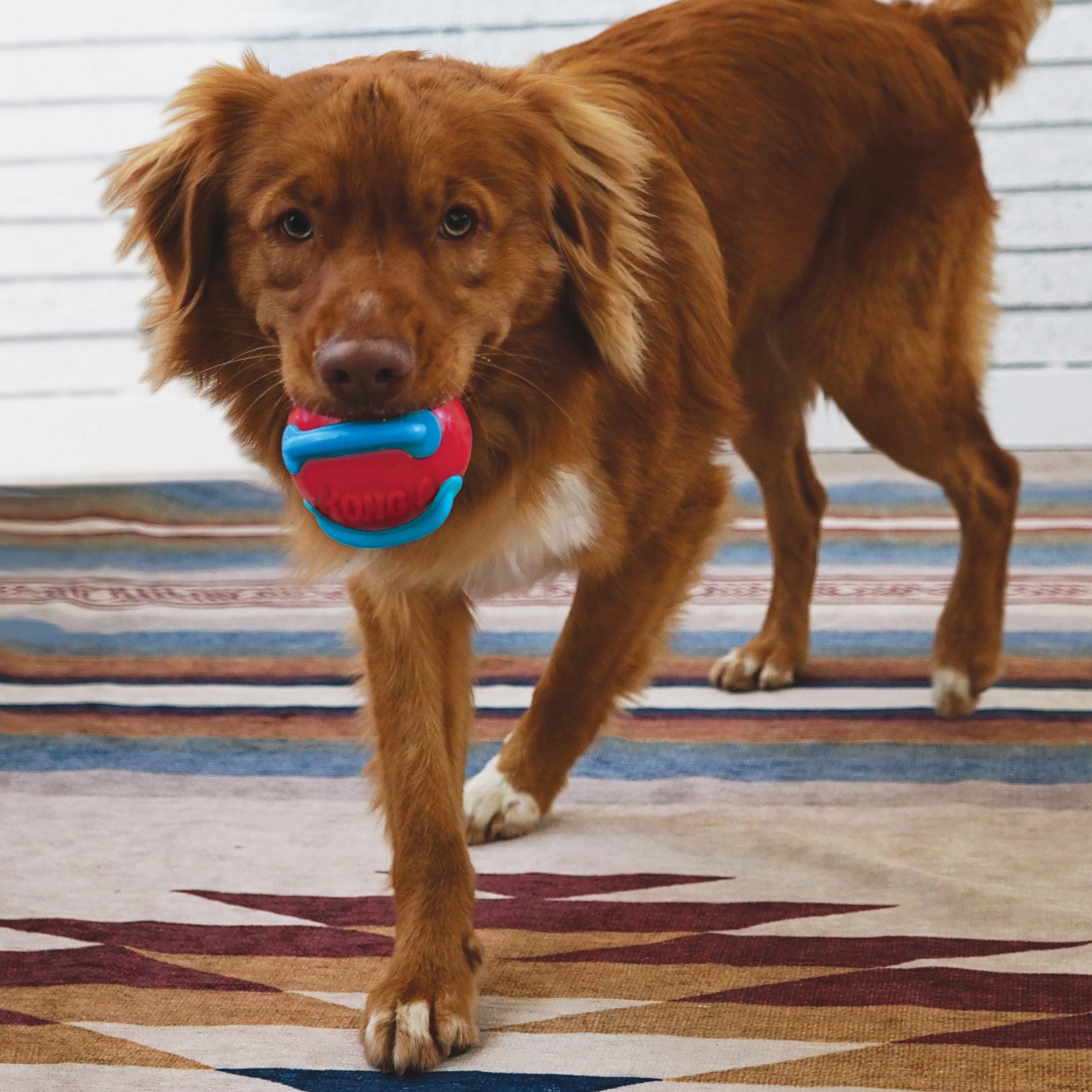 slide 2 of 4, Kong Jaxx W/Ball Dog Toy, 1 ct