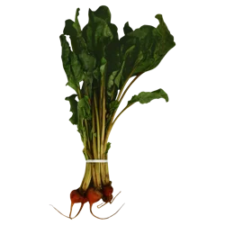 Red Beets