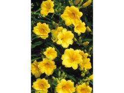 Hemerocallis (daylily)