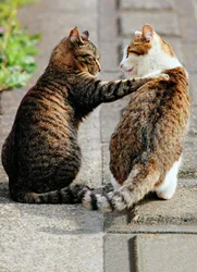 Avanti Card Blank Cat Friends