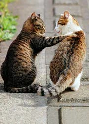 Avanti Card Blank Cat Friends