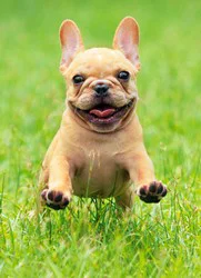 Avanti Card Blank Frenchie Jumping In Gr