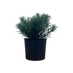 Greenleaf Nursery Pringle's Dwarf Podocarpus