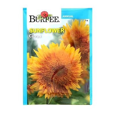 slide 1 of 1, Burpee Sunflower, Citrus Flower Seeds, 1 ct