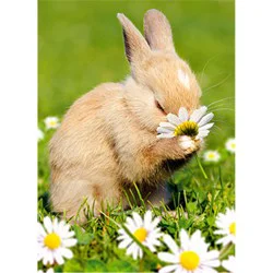 Avanti Card Easter Bunny Smelling Flower