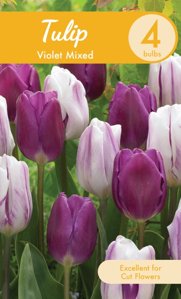 slide 1 of 1, Garden State Bulb Violet Mixed Tulip Bulbs, 4 ct