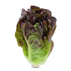 Red Romaine Lettuce