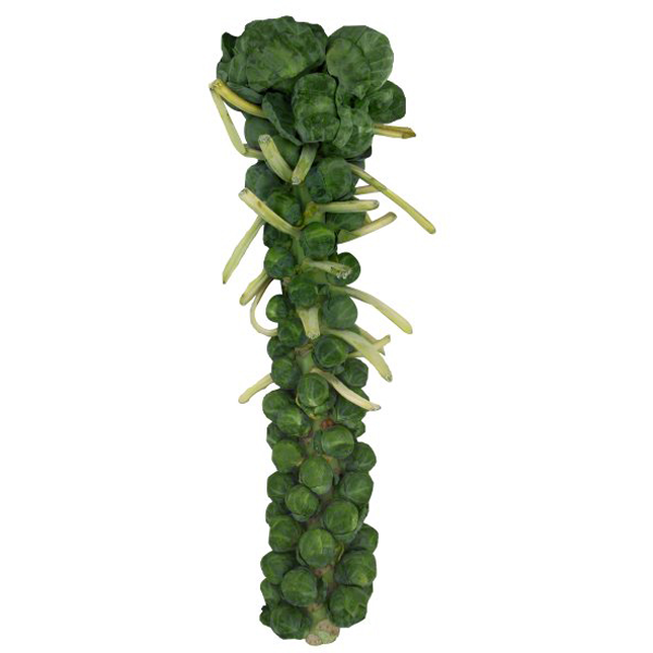 slide 1 of 1, Brussels Sprouts Stalk, 1 ct