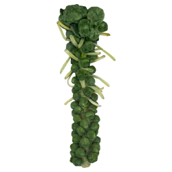 Brussels Sprouts Stalk