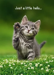 Avanti Card Friend Kitten Hello