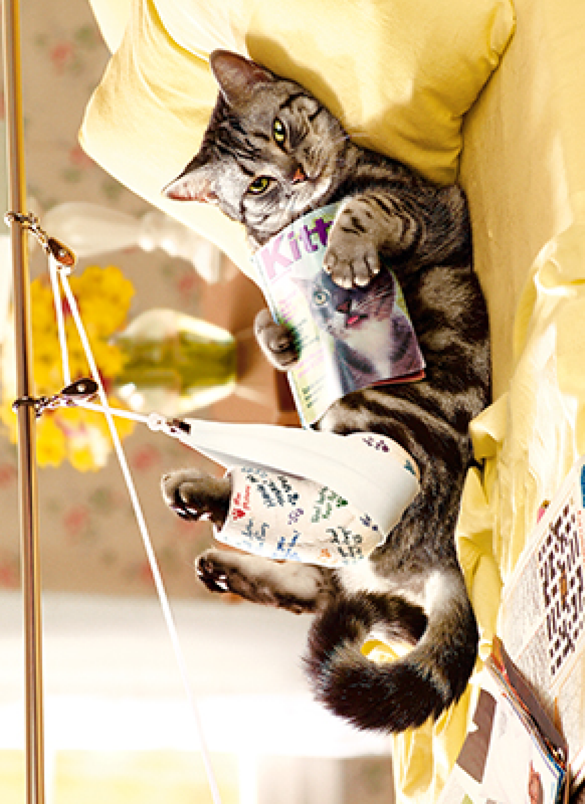 slide 1 of 1, Avanti Card Get Well Cat In Traction, 1 ct