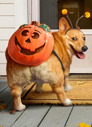 Avanti Corgi Dog Pumpkin Butt